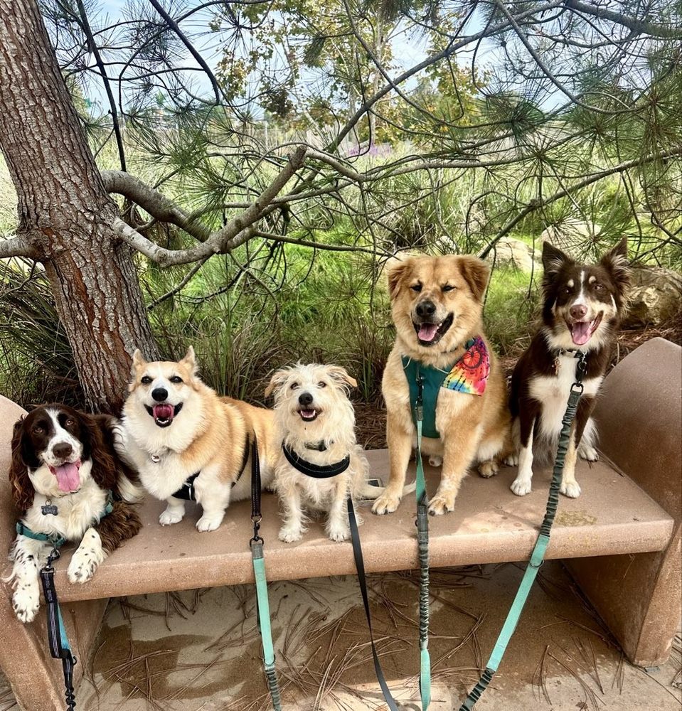 Dogs On The Run - pet boarding facility in Encinitas, CA