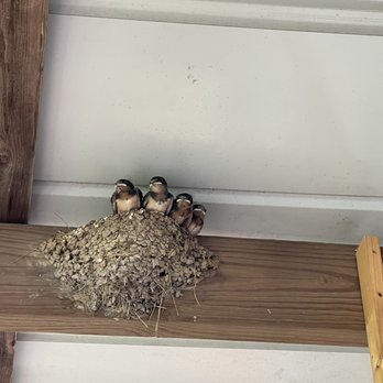 The Orchard At Altapass - Baby birds - Community Service/Non-Profit Near Me - Spruce Pine, North Carolina The Orchard At Altapass - Baby birds - Community Service/Non-Profit Near Me - Spruce Pine, North Carolina
