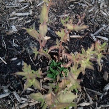 Blumen Gardens - shortly after they planted - dead plant trying to create some new growth. - Nurseries & Gardening Near Me - Sycamore, Illinois