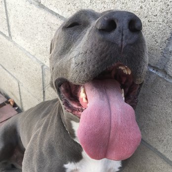 Lux Socal Dog Services - Dog Walkers Near Me Lux Socal Dog Services - Dog Walkers Near Me