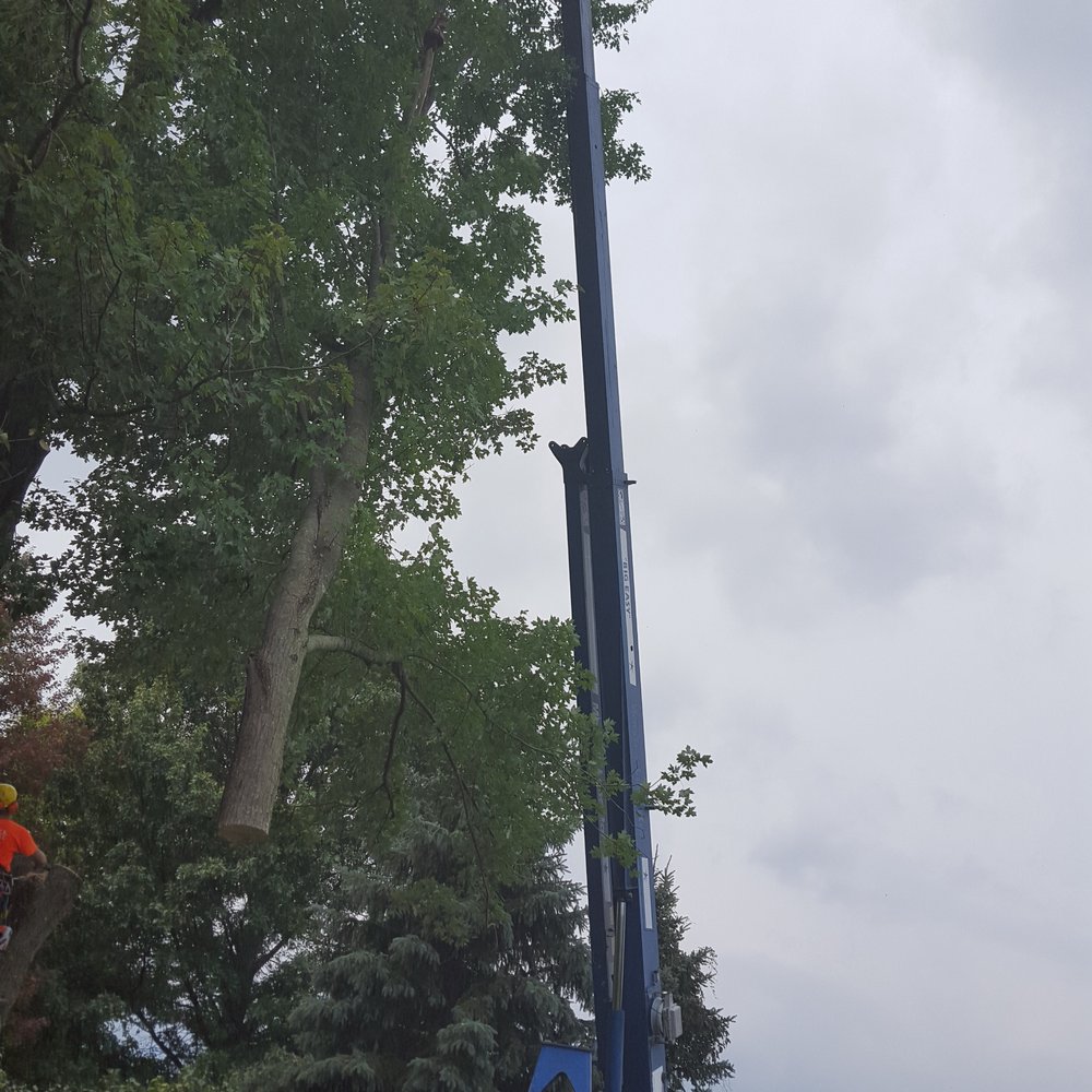 Hardwick Tree Care - Tree Services Near Me - Centerburg, Ohio Hardwick Tree Care - Tree Services Near Me - Centerburg, Ohio