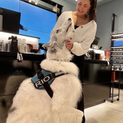 Sunglass Hut - Their employees always welcome my Service Canine ~ Rio The Borzoi