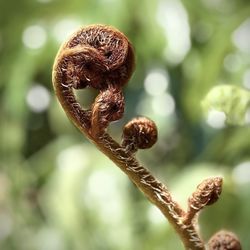 Chicago Botanic Garden - Bracken June 2024
