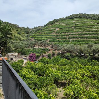 Buranco - Wineries Near Me - Monterosso Al Mare, SP