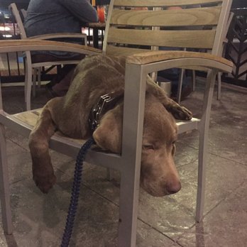 HOPE Dog Training - This is INDY relaxing at dinner with the family! - Pet Training Near Me HOPE Dog Training - This is INDY relaxing at dinner with the family! - Pet Training Near Me
