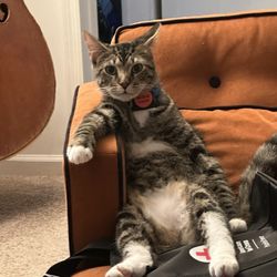 Kitty Kingdom - Ydid the cat