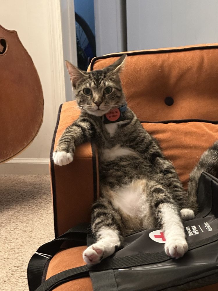 Kitty Kingdom - pet boarding facility in Nashville, TN