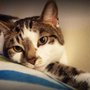 Photo of Healthy Pets of Houk Road