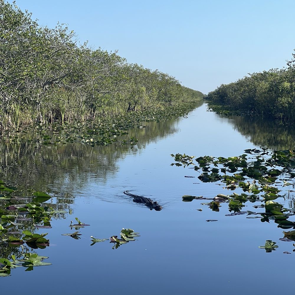 Everglades Airboat Expeditions - Gator in the apple trees - Boat Tours Near Me Everglades Airboat Expeditions - Gator in the apple trees - Boat Tours Near Me