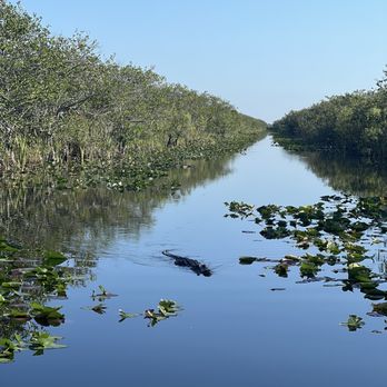 Everglades Airboat Expeditions - Gator in the apple trees - Boat Tours Near Me Everglades Airboat Expeditions - Gator in the apple trees - Boat Tours Near Me
