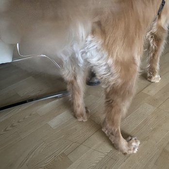 PetSmart - I said DO NOT SHAVE OR USE CLIPPERS! - Pet Training Near Me - Denver, Colorado