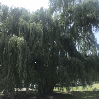 Miles Wine Cellars - Beautiful greenery - Wineries Near Me - Himrod, New York