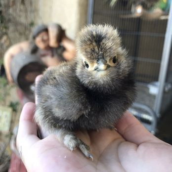 Amber Waves Pygmy Goats & Silkies - Partridge silkie - Pet Stores Near Me - Norco, California