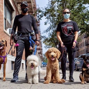 Buster and Whiskers - Dog Walkers Near Me - Astoria, New York Buster and Whiskers - Dog Walkers Near Me - Astoria, New York