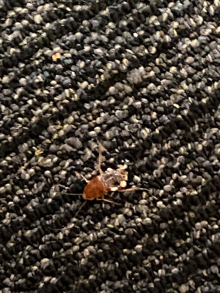 GOLDEN CORRAL BUFFET & GRILL 414 Photos & 474 Reviews 12845 Main St