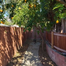 Grapefruit Tree trimmed and dead peach tree removed Grapefruit Tree trimmed and dead peach tree removed