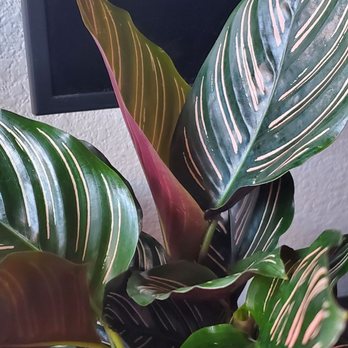 Exotic Plants - Nurseries & Gardening Near Me - Sacramento, California Exotic Plants - Nurseries & Gardening Near Me - Sacramento, California