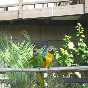 Humphreys Half Moon Inn - The wildlife! - San Diego, CA