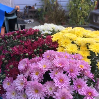 Sloat Garden Center - Fall has us like... Mums!!!  :) - Nurseries & Gardening Near Me - Mill Valley, California