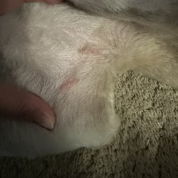 Mr Nigel’s - "nicks" in her armpit