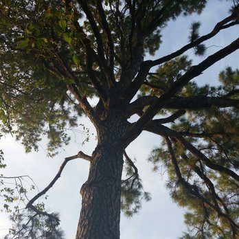 Loard Phillips Tree Service & Removal - 80 foot tall pine tree trim. - Tree Services Near Me Loard Phillips Tree Service & Removal - 80 foot tall pine tree trim. - Tree Services Near Me