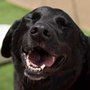 Photo of Camp Bow Wow