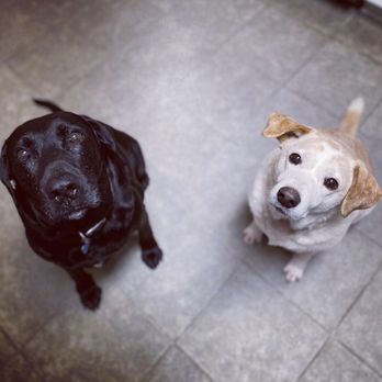 Johnston Animal Hospital - Torque and Ivy - Veterinarians Near Me - Smithfield, North Carolina