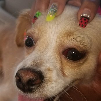 Preppy Pet West Houston - these are pictures of his eyes - Pet Groomers Near Me - Houston, Texas