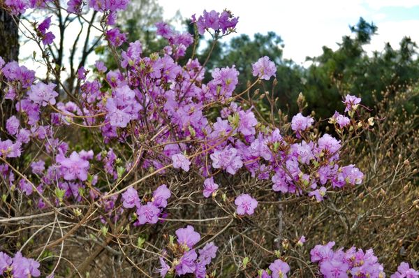 The Botanical Garden by null