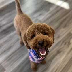 Elena’s Pet Grooming - Fresh cut for 4th of July