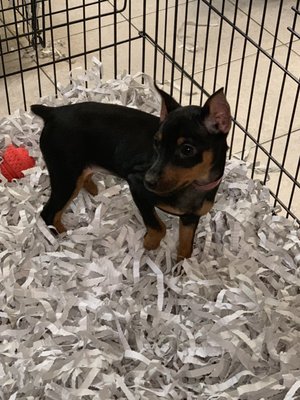 puppy store on dale mabry