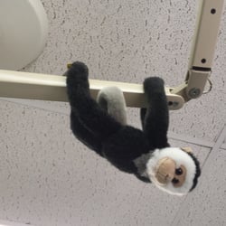 Dentistry for Children - Monkey saying hi!