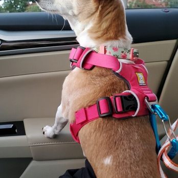 SAGE Veterinary Centers - Campbell - Chloe on the ride home from Sage after spending time in the CCU. - Veterinarians Near Me - Campbell, California