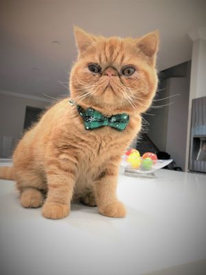 Noni's Pet Boutique & Grooming by null