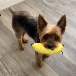 Dog