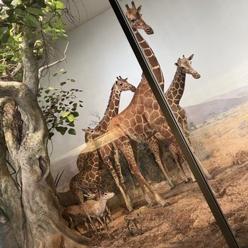 Field Museum - Museums Near Me - Chicago, Illinois Field Museum - Museums Near Me - Chicago, Illinois