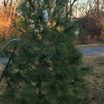 Spillman Christmas Tree Farm - This sums up the cut your own selection. - Christmas Trees Near Me - Sophia, North Carolina Spillman Christmas Tree Farm - This sums up the cut your own selection. - Christmas Trees Near Me - Sophia, North Carolina