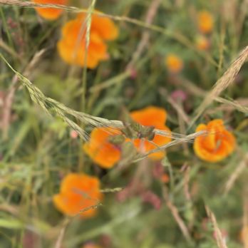 McNee Ranch State Park - Random pics from a recent hike - Parks Near Me