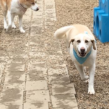 Hollywood Hounds Pet Spa - Pet Groomers Near Me Hollywood Hounds Pet Spa - Pet Groomers Near Me