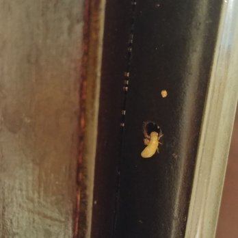 Tapia Termite Control - Live Drywood termite crawling about his exit/kick hole in a Bathroom Cabinet. - Pest Control Near Me Tapia Termite Control - Live Drywood termite crawling about his exit/kick hole in a Bathroom Cabinet. - Pest Control Near Me