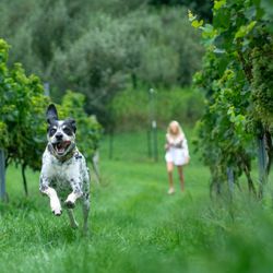 JBR Vineyards & Winery - Bring your dog for a run through the vineyard!  they love it.