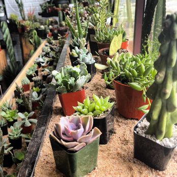 Plante - Nurseries & Gardening Near Me - Louisville, Colorado Plante - Nurseries & Gardening Near Me - Louisville, Colorado