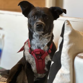 Old Town Albuquerque - Dog play date with adult beverages - Shopping Centers Near Me Old Town Albuquerque - Dog play date with adult beverages - Shopping Centers Near Me