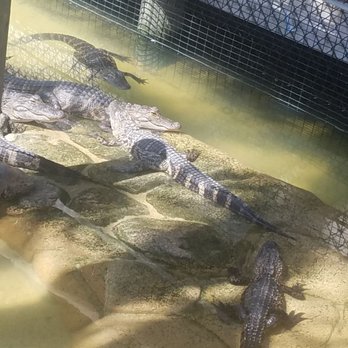 Congo River Golf - Mini Golf Near Me - Clearwater, Florida