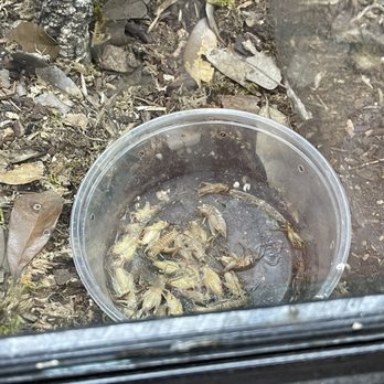 Cold Blooded Reptiles - Dead, rotting, crickets in a water dish. - Reptile Shops Near Me - Las Vegas, Nevada Cold Blooded Reptiles - Dead, rotting, crickets in a water dish. - Reptile Shops Near Me - Las Vegas, Nevada