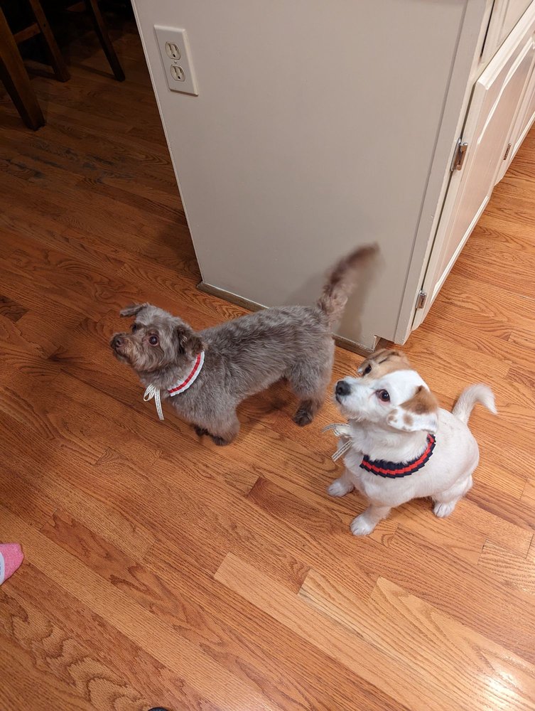 HAPPY PAW GROOMING Updated September 2024 16 Photos 11001 E