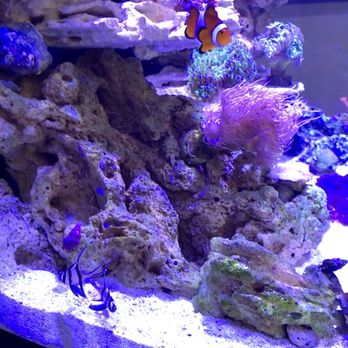 Extreme Marine - Cardinal fish - Aquarium Services Near Me - Ventura, California Extreme Marine - Cardinal fish - Aquarium Services Near Me - Ventura, California