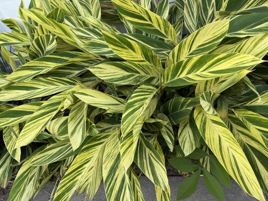 NOLA Distillery by null