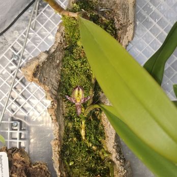 SunLand Orchids - B. Macranthum bloom opened this morning (Zoom in), a mere two months after Vanessa delivered them. - Nurseries & Gardening Near Me - Fort Myers, Florida