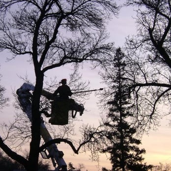 Northern Tree Co - Tree Services Near Me - Regina, Saskatchewan Northern Tree Co - Tree Services Near Me - Regina, Saskatchewan